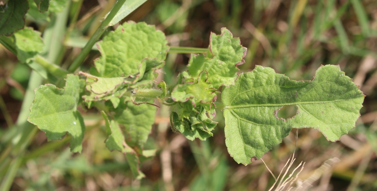 Malachra capitata (L.) L.